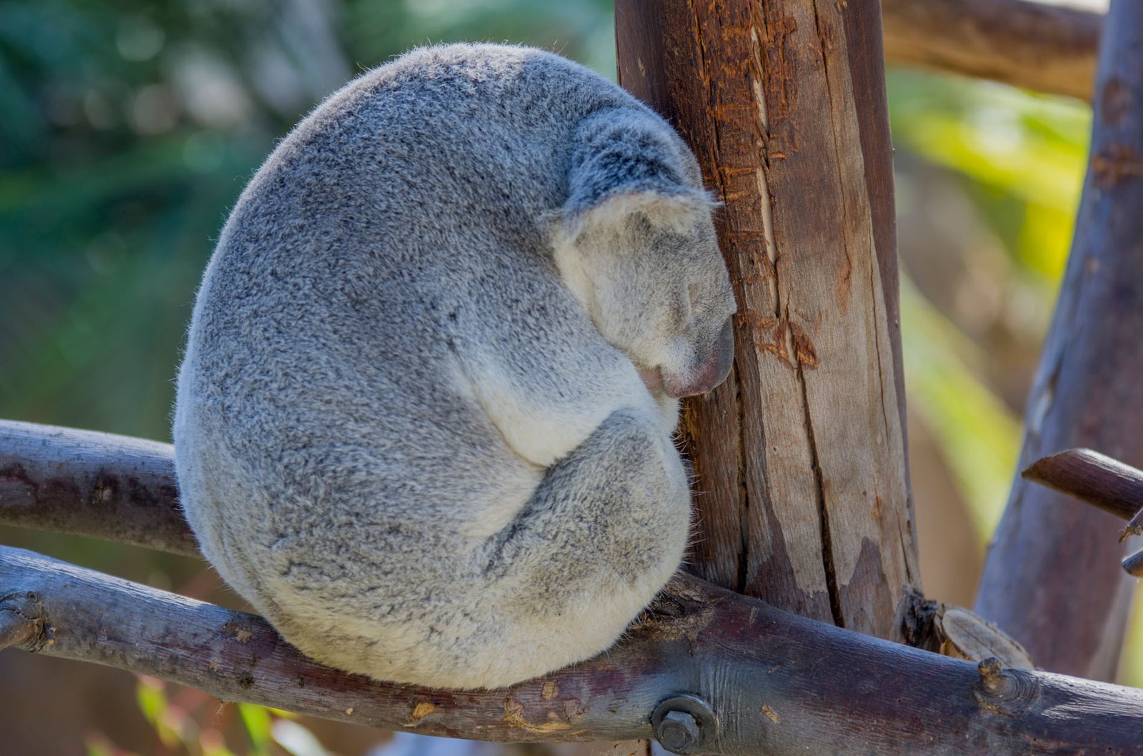 San Diego Zoo Part I 006